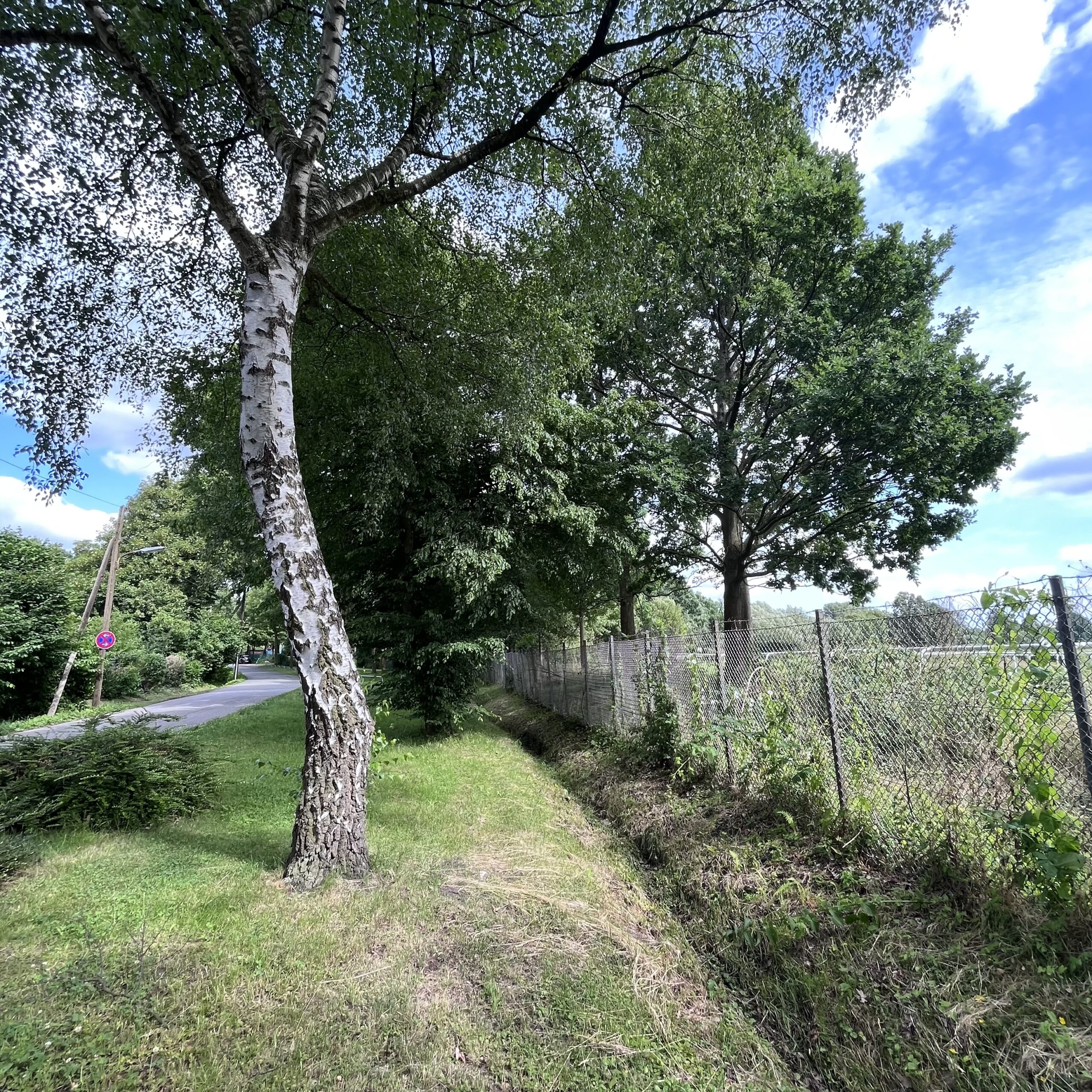 Birke steht neben einem Graben, dahinter ist ein Zaun zur Horner Rennbahn. Im Hintergrund ein großer Baum, blauer Himmel mit Wolken